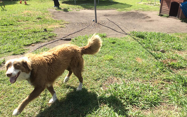 dog lived a life chained up to clothesline for years